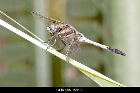 Dragonfly-stock-foto