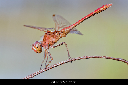 Dragonfly-stock-foto