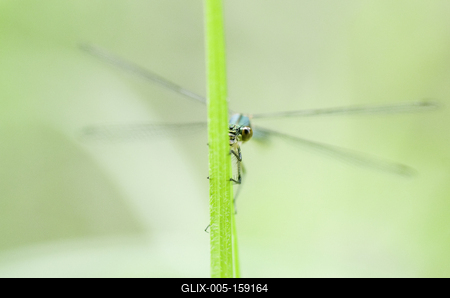 Dragonfly-stock-foto