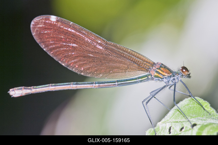 Dragonfly-stock-foto