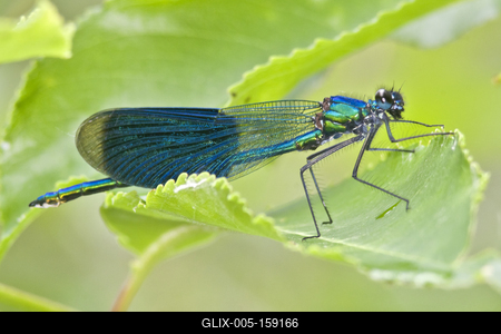 Dragonfly-stock-foto