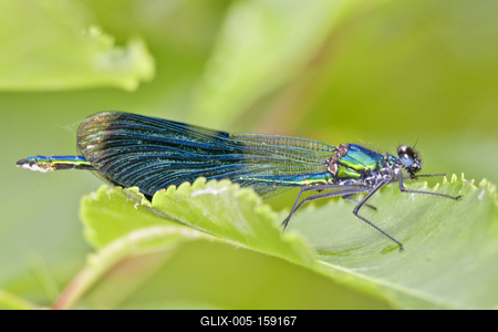 Dragonfly-stock-foto