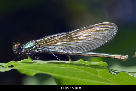 Dragonfly-stock-foto