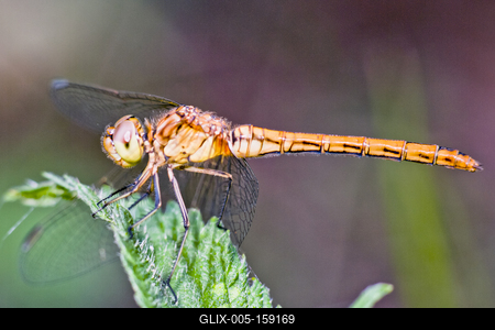 Dragonfly-stock-foto