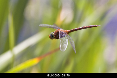 Dragonfly-stock-foto
