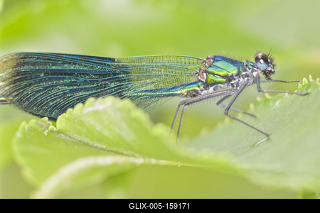 Dragonfly-stock-foto