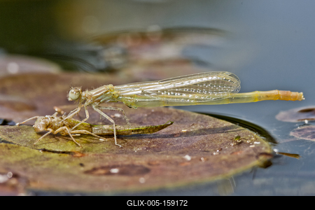 Dragonfly-stock-foto