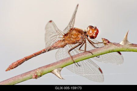 Dragonfly-stock-foto