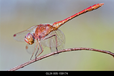 Dragonfly-stock-foto