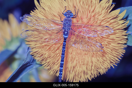 Dragonfly-stock-foto