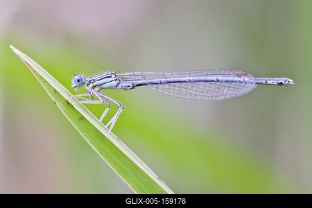 Dragonfly-stock-foto
