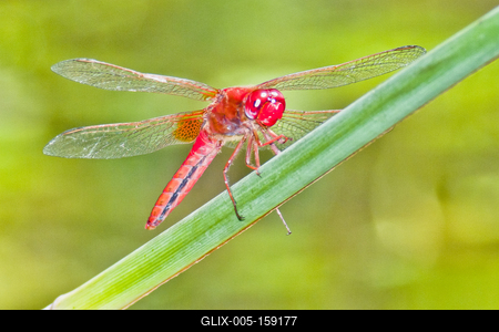 Dragonfly-stock-foto