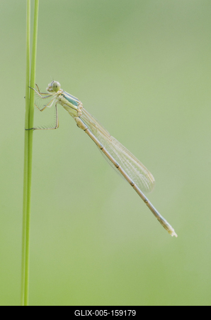 Dragonfly-stock-foto