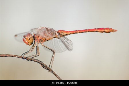 Dragonfly-stock-foto