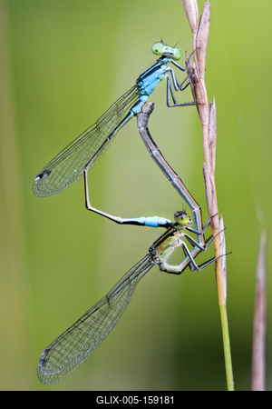 Dragonfly-stock-foto