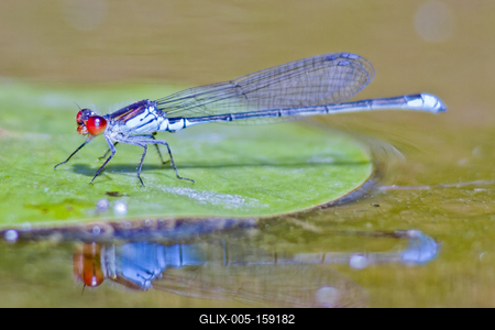 Dragonfly-stock-foto