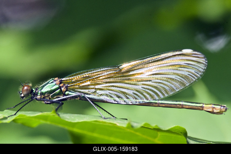 Dragonfly-stock-foto