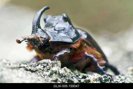 Rhino bug from Hungary-stock-foto