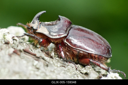 Rhino bug from Hungary-stock-foto