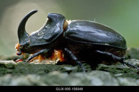 Rhino bug from Hungary-stock-foto