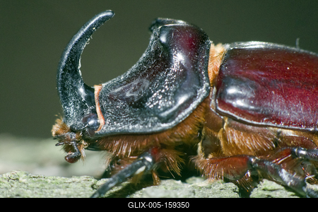 Rhino bug from Hungary-stock-foto