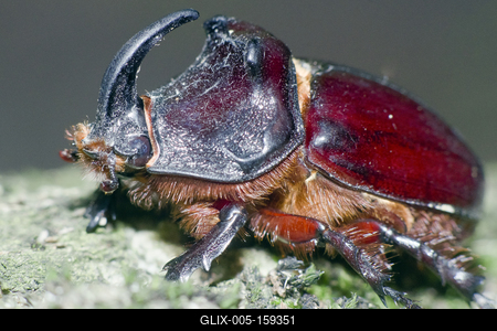 Rhino bug from Hungary-stock-foto