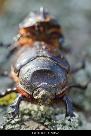 Rhino bug from Hungary-stock-foto