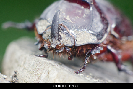 Rhino bug from Hungary-stock-foto