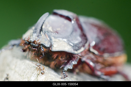 Rhino bug from Hungary-stock-foto