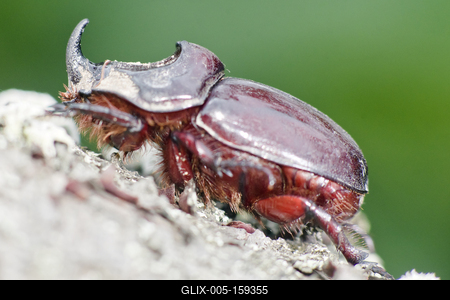 Rhino bug from Hungary-stock-foto