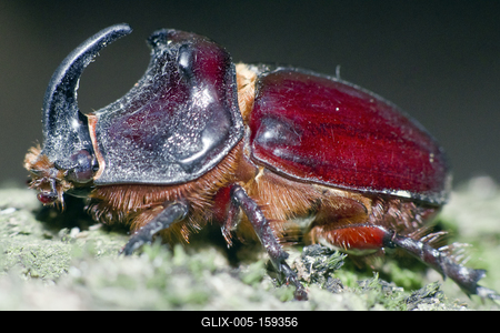 Rhino bug from Hungary-stock-foto