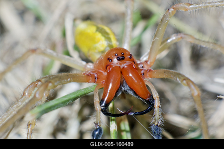 European Yellow sac spider male(Cheiracanthium punctorium) from Hungary.-stock-foto