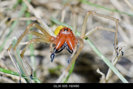 European Yellow sac spider male(Cheiracanthium punctorium) from Hungary.-stock-foto