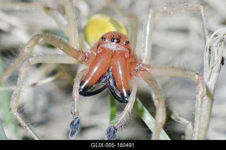 European Yellow sac spider male(Cheiracanthium punctorium) from Hungary.-stock-foto