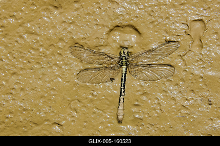Dragonfly Fossil Formation-stock-foto
