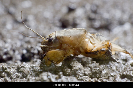 Gryllotalpa gryllotalpa, commonly known as the European mole cricket, is widespread in Europe and has been introduced to the eastern United States.-stock-foto