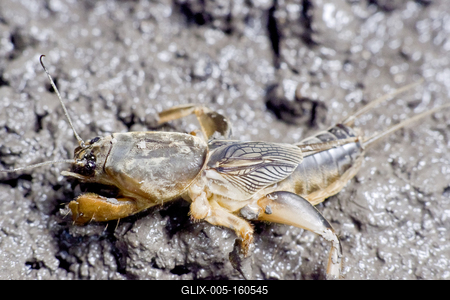 Gryllotalpa gryllotalpa, commonly known as the European mole cricket, is widespread in Europe and has been introduced to the eastern United States.-stock-foto