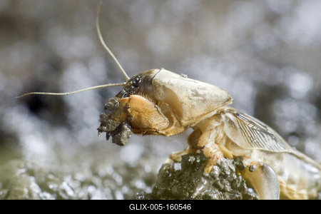 Gryllotalpa gryllotalpa, commonly known as the European mole cricket, is widespread in Europe and has been introduced to the eastern United States.-stock-foto