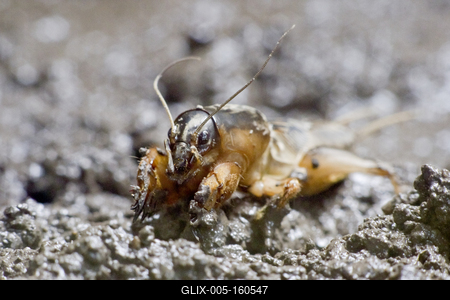 Gryllotalpa gryllotalpa, commonly known as the European mole cricket, is widespread in Europe and has been introduced to the eastern United States.-stock-foto