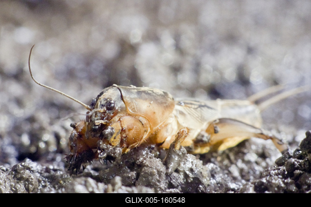 Gryllotalpa gryllotalpa, commonly known as the European mole cricket, is widespread in Europe and has been introduced to the eastern United States.-stock-foto