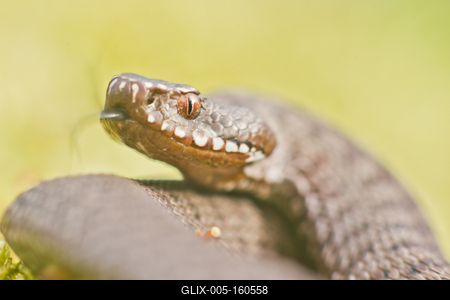 A Keresztes vipera-stock-foto