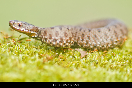 A Keresztes vipera-stock-foto