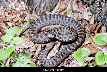 A Keresztes vipera-stock-foto