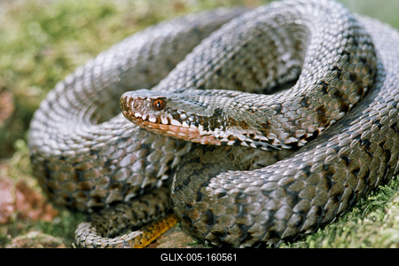 A Keresztes vipera-stock-foto