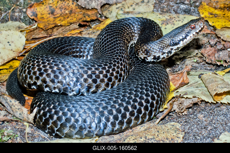 A Keresztes vipera-stock-foto