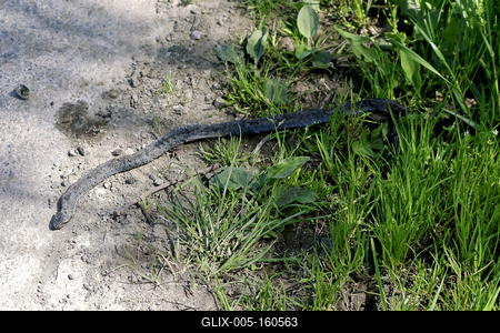 A Keresztes vipera-stock-foto