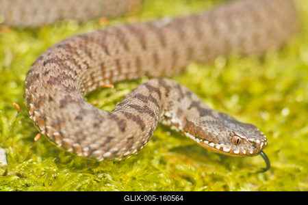 A Keresztes vipera-stock-foto