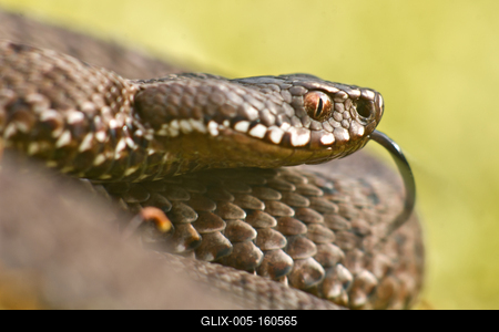 A Keresztes vipera-stock-foto
