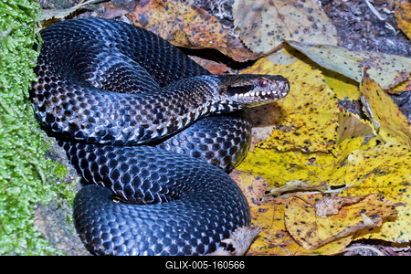 A Keresztes vipera-stock-foto