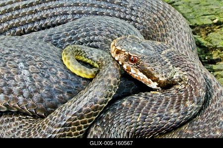 A Keresztes vipera-stock-foto